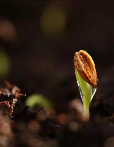 Plant Growth Regulator