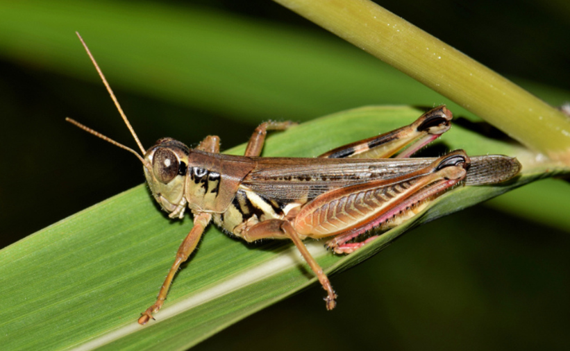 Killing insects before monsoon crucial to halting second wave of Covid-19