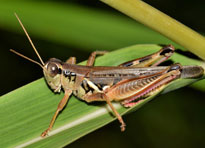 Killing insects before monsoon crucial to halting second wave of Covid-19